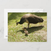Carte Postale Peahen Avec Poussins (Devant / Derrière)