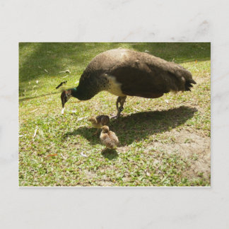 Carte Postale Peahen Avec Poussins