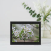 Carte Postale Pear Blossom (Debout devant)