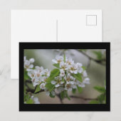 Carte Postale Pear Blossom (Devant / Derrière)