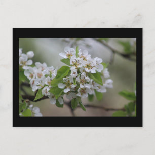 Carte Postale Pear Blossom