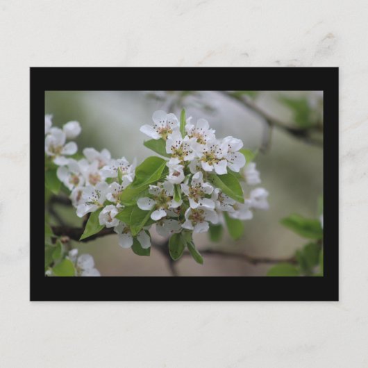 Carte Postale Pear Blossom (Devant)