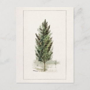 Carte Postale Pear Tree (Pyrus communis) Aquarelle Peinture