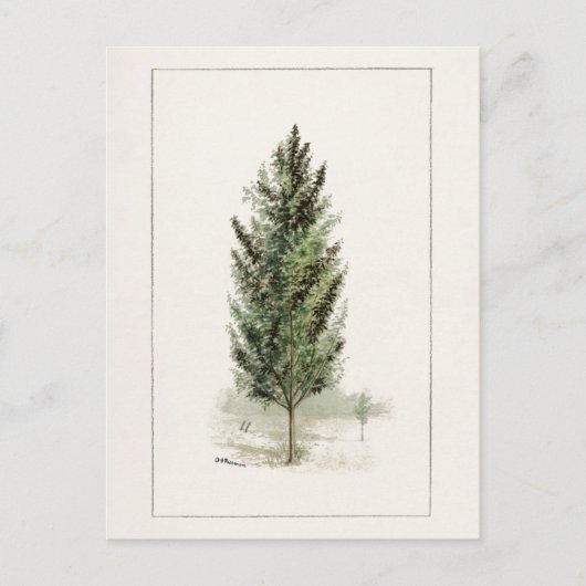 Carte Postale Pear Tree (Pyrus communis) Aquarelle Peinture (Devant)