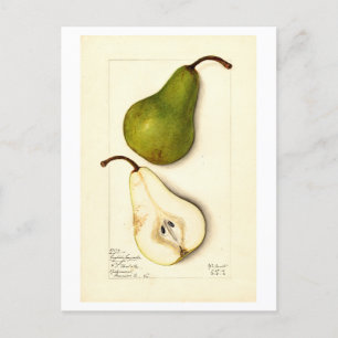 Carte postale Pear Vintage Botanical Illustration
