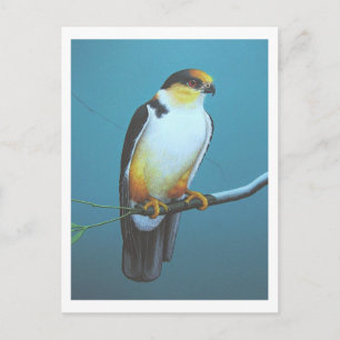 Carte Postale Pearl Kite
