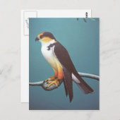 Carte Postale Pearl Kite (Devant / Derrière)