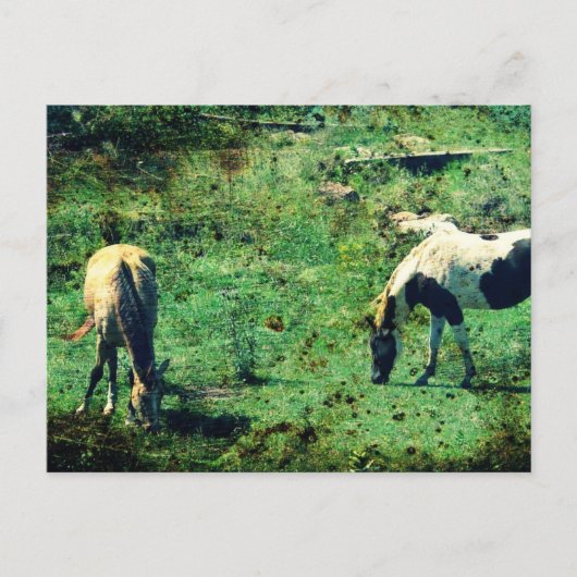 Carte Postale Peau de revers et Pinto (Devant)