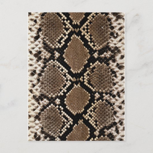 Carte Postale Peau de serpent à sonnette Diamond Back (Devant)