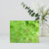 Carte postale Peaver Araignée Mâle Motorisé (Debout devant)