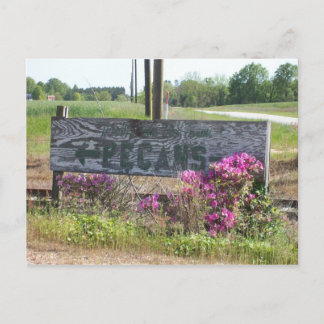 Carte Postale Pecans This Way Sign avec Azaleas