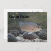 Carte Postale Pêche à Assateague Island, MD (Devant / Derrière)