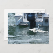 Carte Postale Pêche à la grue (Devant / Derrière)