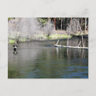 Carte Postale Pêche à la mouche sur le Metolius