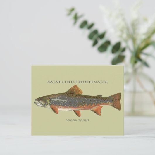 Carte Postale Pêche à la truite broyée (Debout devant)