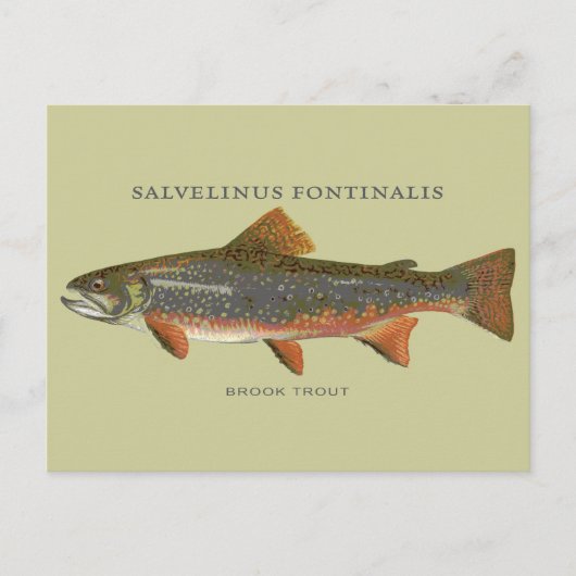 Carte Postale Pêche à la truite broyée (Devant)