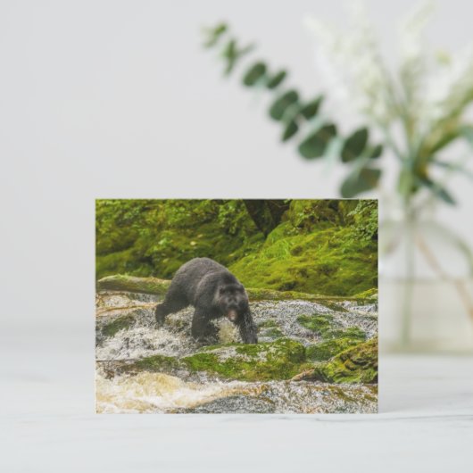 Carte Postale Pêche à l'ours noir | Qua Creek Colombie-Britanniq (Debout devant)