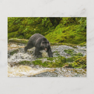 Carte Postale Pêche à l'ours noir Qua Creek Colombie-Britanniq
