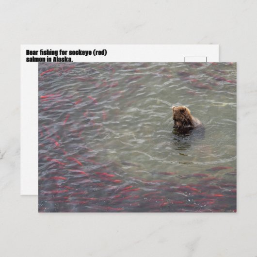 Carte Postale Pêche À L'Ours Pour Saumon Dans Le Parc National D (Devant / Derrière)
