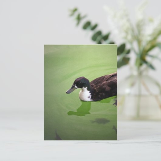 Carte Postale Pêche avec canards (Debout devant)