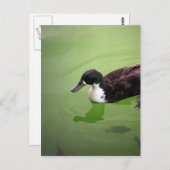 Carte Postale Pêche avec canards (Devant / Derrière)