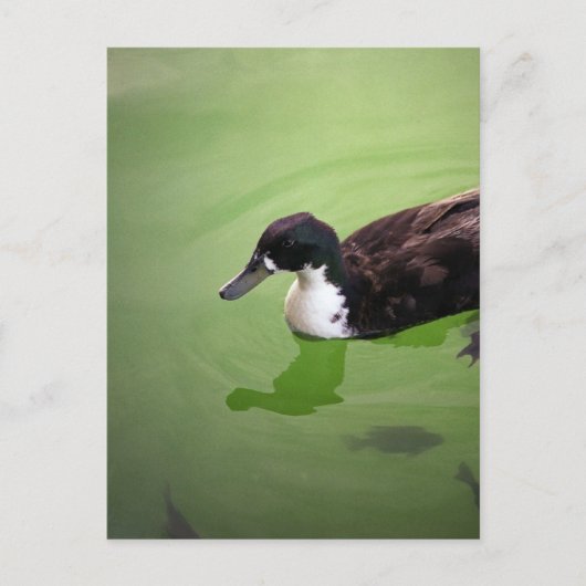 Carte Postale Pêche avec canards (Devant)