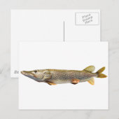 Carte Postale Pêche de Pike Muski (Devant / Derrière)