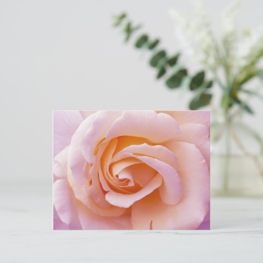 Carte Postale Pêche du jardin anglais et rose (Debout devant)