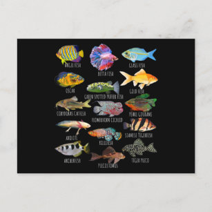 Carte Postale Pêche Espèces De Poissons Biologie Types D'Aquariu