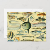 Carte Postale Pêche scientifique vintage (Devant / Derrière)