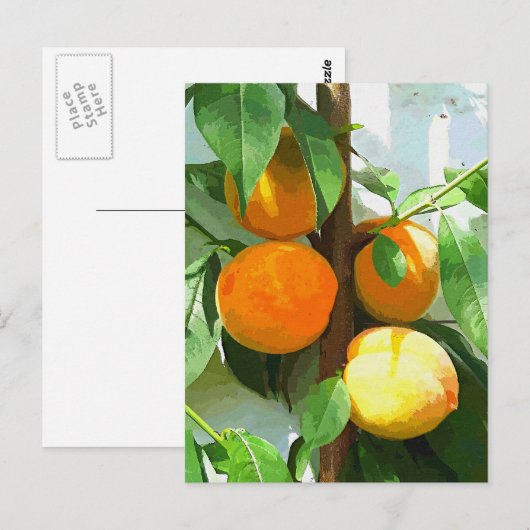 CARTE POSTALE PÊCHES (Devant / Derrière)