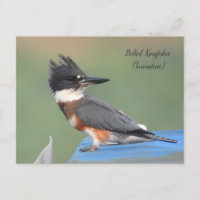 Pêcheur à la ceinture (Immature)