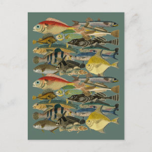 Carte Postale Pêcheur de poissons Tropical Poisson Océan Pêche E