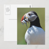 Carte Postale Pêcheur de Puffin (Devant / Derrière)