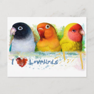 Carte Postale Pêcheur noir masqué Lutino pêche face lovebird