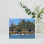 Carte Postale "Pêcheurs de River Murray : un rassemblement pélic (Debout devant)