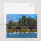 Carte Postale "Pêcheurs de River Murray : un rassemblement pélic (Devant / Derrière)