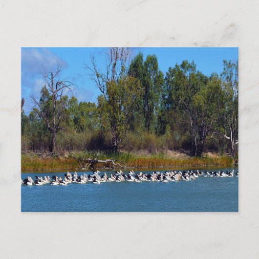 Carte Postale "Pêcheurs de River Murray : un rassemblement pélic (Devant)