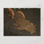 Carte Postale Peckoltia Compta (Devant)