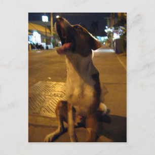 Carte Postale Pee Mai ... Chien de rue, Thaïlande