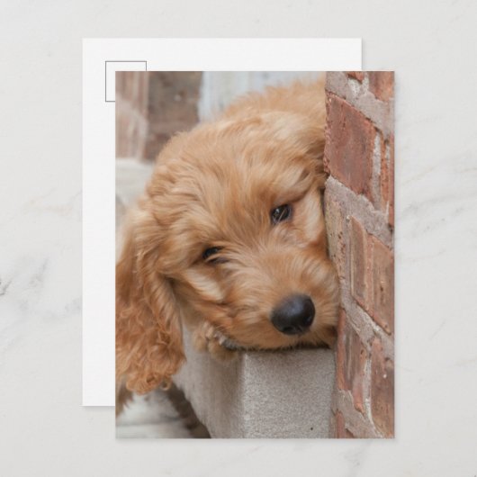Carte Postale Peecing de Goldendoodle (Devant / Derrière)