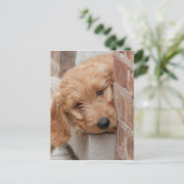 Carte Postale Peecing de Goldendoodle (Debout devant)