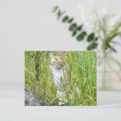 Carte postale Peek-a-boo (Debout devant)