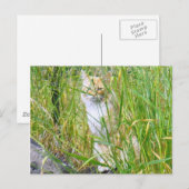 Carte postale Peek-a-boo (Devant / Derrière)