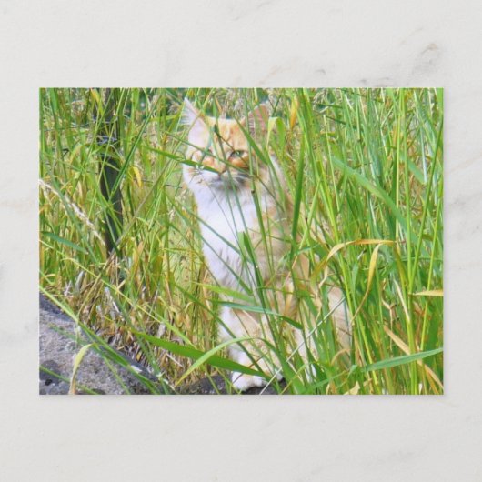 Carte postale Peek-a-boo (Devant)