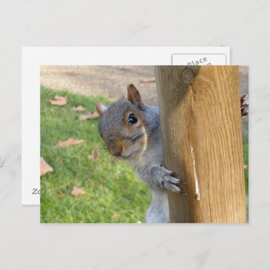 Carte Postale Peek-a-Boo ! (Devant / Derrière)
