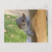 Carte Postale Peek-a-Boo ! (Devant)