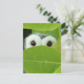 Carte Postale Peek-A-Boo (Debout devant)