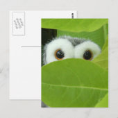 Carte Postale Peek-A-Boo (Devant / Derrière)