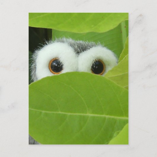 Carte Postale Peek-A-Boo (Devant)